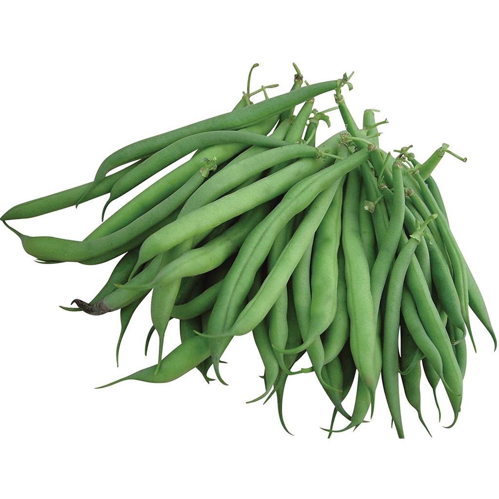 Hạt đậu xanh dây Burpee Hạt giống đậu 4 ounce hạt giống