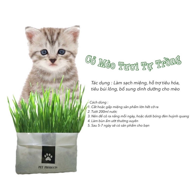 [HÀ NỘI] Set Cỏ Mèo Tươi Tự Trồng Thủy Canh Tiện Lợi - Catnip Nhà Trồng