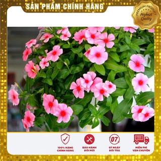 Hạt Giống Hoa Dừa Cạn Rũ Nhiều Màu(50 hạt)