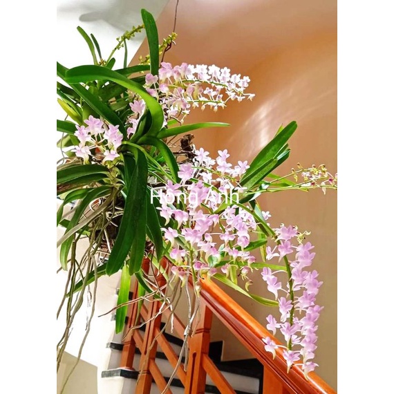Lan Hồng nhạn Bình thuận- hoa màu hồng, sai hoa, cây dễ trồng, chịu nóng,thích hợp nhiều vùng khí hậu.