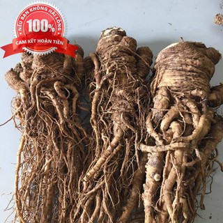 500g đương quy khô