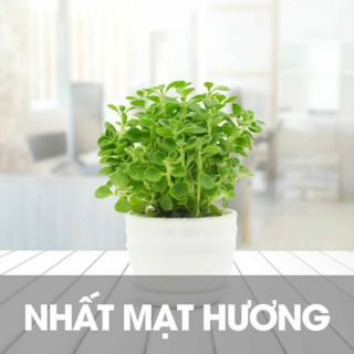 Cây Nhất Mạt Hương- Cây Sen Đá Lá Thơm
