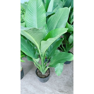 Cây Đại Phú Gia (chỉ giao hcm)