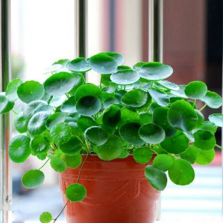 Gói 40 hạt giống cỏ đồng tiền may mắn