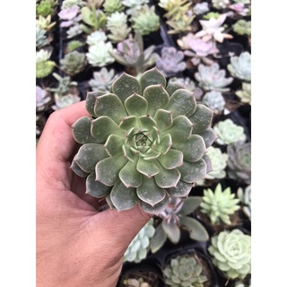 Sen đá ruby xanh đẹp trang trí sân vườn, văn phòng