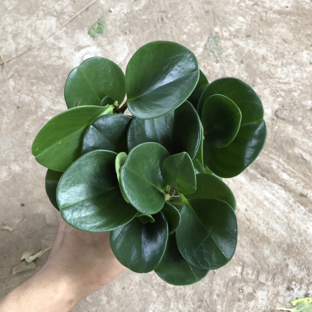 Cây trường sinh - trường sinh để bàn cao 12cm giúp thanh lọc không khí trang trí bàn làm việc