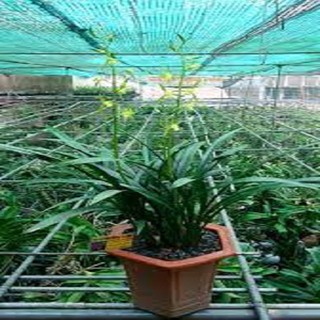 CHẬU ĐỊA LAN THANH NGỌC