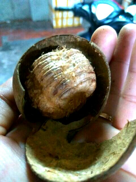 Set sâm Bông cúc đường phèn 450g nấu 5 lít siêu rẻ, tiện lợi, dễ nấu | BigBuy360 - bigbuy360.vn