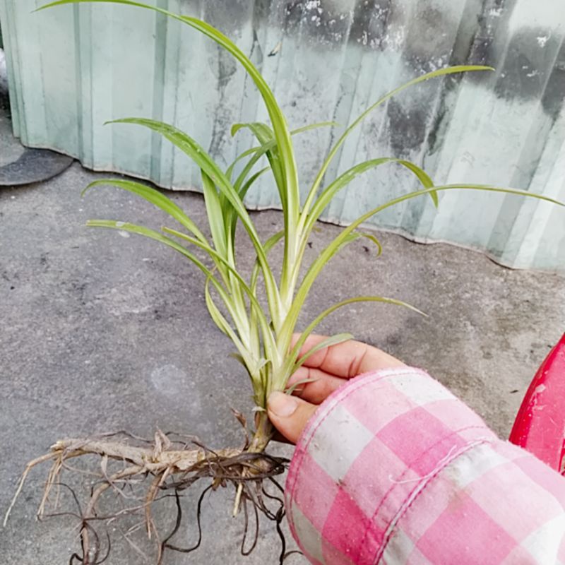 2 cây lá dứa con rễ trần