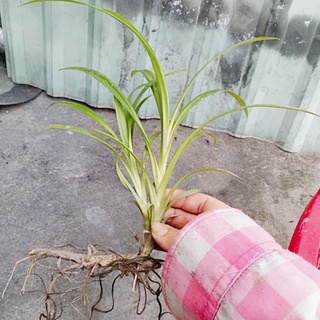 2 cây lá dứa con rễ trần
