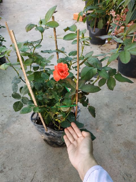 [Cây giống hoa] Hồng Lửa Sa Đéc (hồng bụi) size bầu nhỏ - CayGiongTot