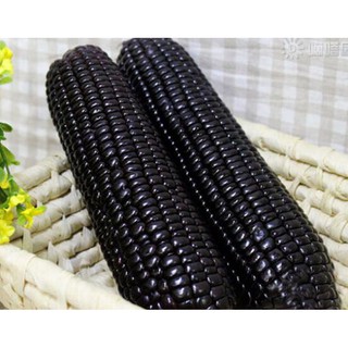 Hạt giống ngô đen thuần cao sản