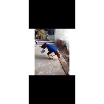 Áo gà chọi gà nòi gà đá gà đòn