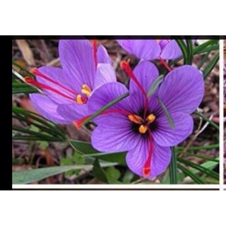 Củ hoa nghệ tây ( Saffron)