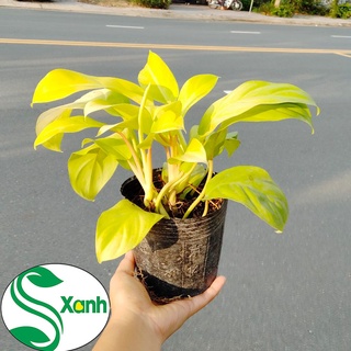 Cây Trầu Bà Vàng
