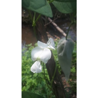 1 Gr HẠT GIỐNG ĐẬU RỒNG