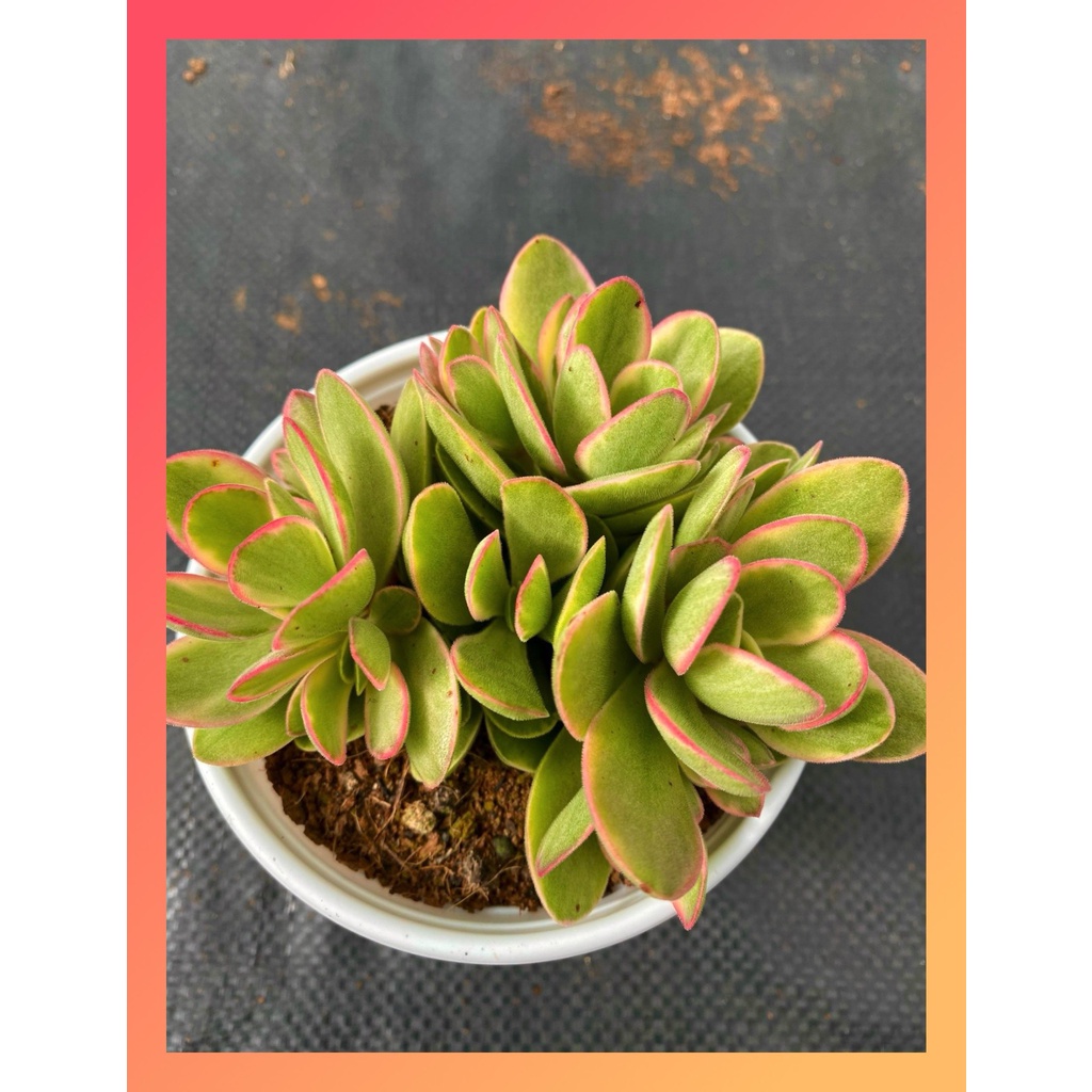 Sen đá bướm var mini Đà Lạt size trung bình cây cảnh trang trí nhà cửa Lolita garden