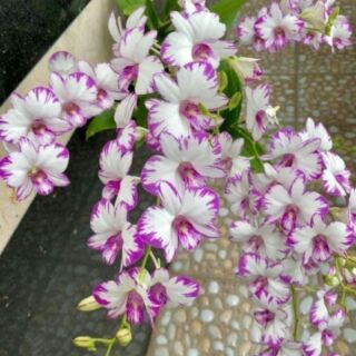 Hoa lan Chớp sữa enobij