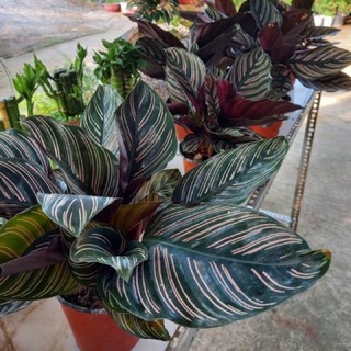 Cây Đuôi Công Tím Lá Tròn ( bụi lớn )