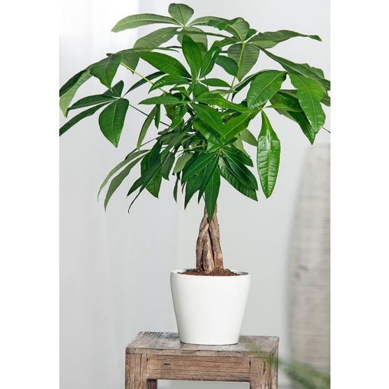 Chậu cứng Pachira Money Tree