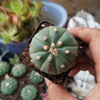 Xương rồng Aster (4-5cm)