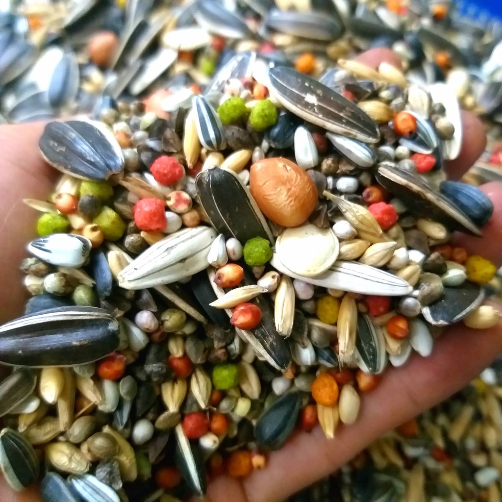 HẠT TRỘN CHO VẸT SUN, XÍCH, XÁM CHÂU PHI...gói 1kg