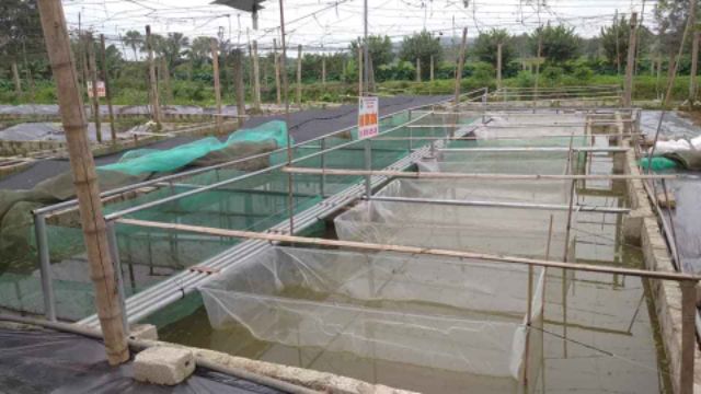 Tráng lồng vèo nuôi ốc nhồi mới nở , nuôi ốc nhồi to , siêu bền giá rẻ