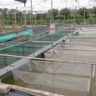 Vèo , tráng lưới nuôi ốc nhồi , 2x1x1 mét