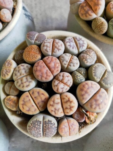 Sen Mông, Thạch Lan, Lithops (Chậu kiểu như ảnh)