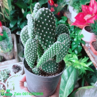 Xương Rồng Tai Thỏ Giống Mới
