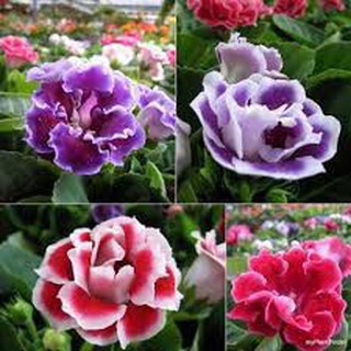 Hạt giống tử la lan 50 hạt