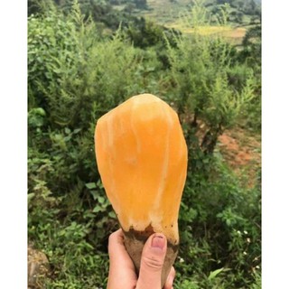 Combo 10kg Sâm đất Sapa Lào Cai