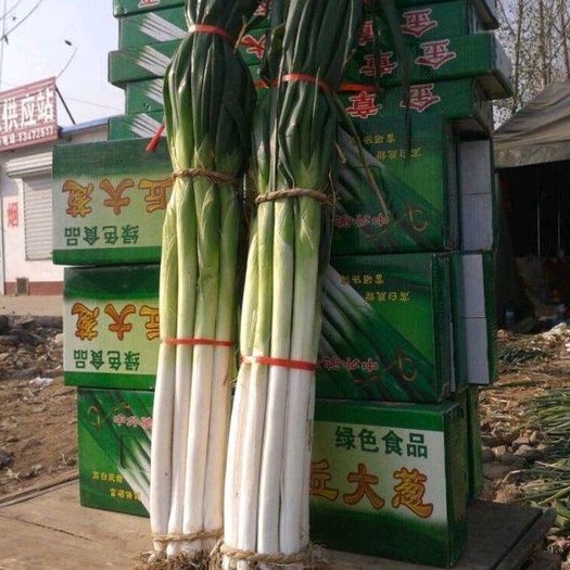 1000 Hạt giống hành ngọt Baro khổng lồ_ Cây to chuẩn giống