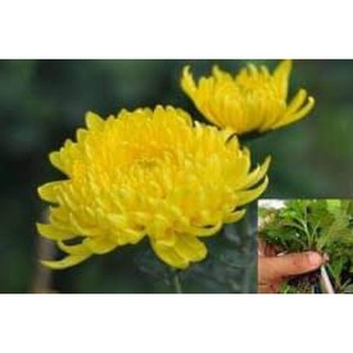 HẠT GIỐNG HOA CÚC VÀNG GÓI 200 hạt