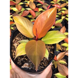 Philodendron Prince of Orange