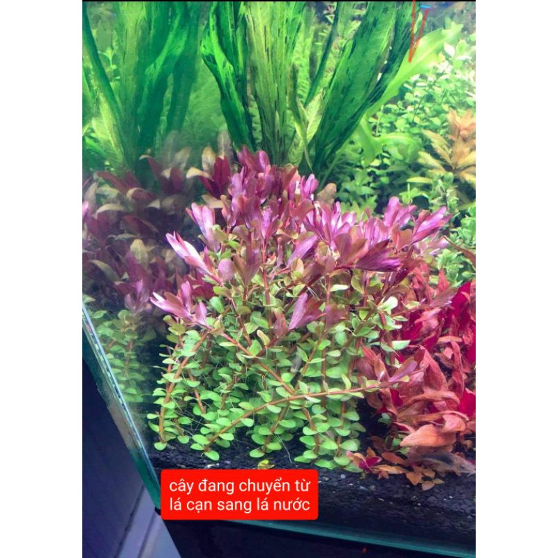 15 Cây thủy sinh rotala colorata - vảy ốc đỏ hậu cảnh - cây thủy sinh dễ trồng