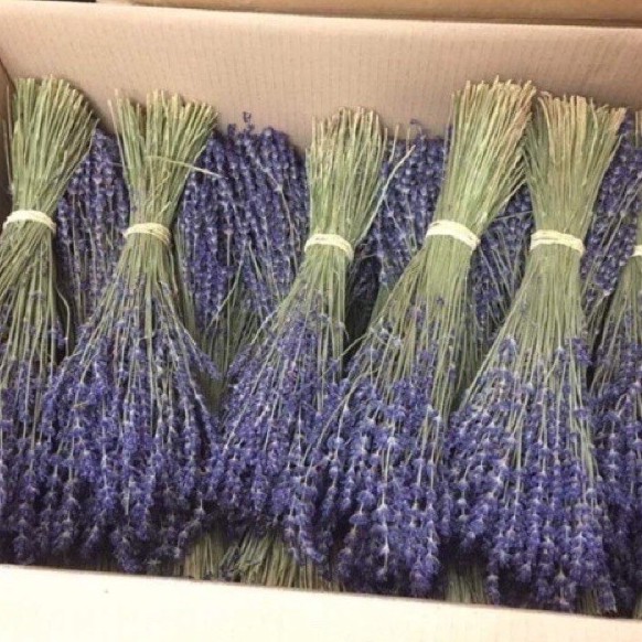 Hoa Khô Lavender, Hoa Oải Hương Thơm Ngát, Decor Siêu Xinh