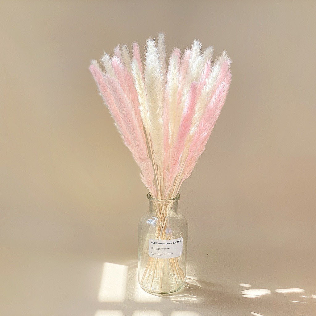 Cành cỏ lau Pampass Grass, trang trí để bàn, hoa khô decor (Nhiều màu)