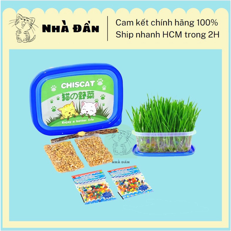 Cỏ mèo tươi - set cỏ mèo tự trồng