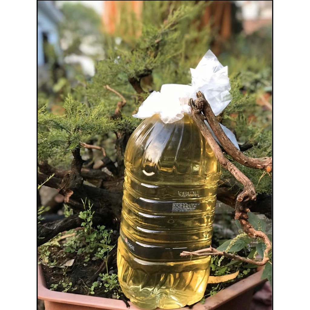 Tinh dầu tràm Bảo Long: Chai 100ml