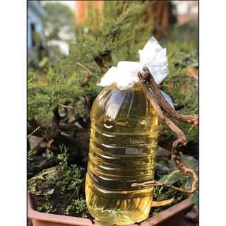 Tinh dầu tràm Bảo Long: Chai 100ml