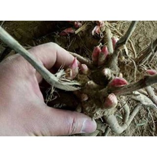 5 củ hoa mẫu đơn ( 10 CỦ TẶNG 1 CỦ) nhiều mầm củ to khỏe tặng 1 gói kích rễ CHỌN MÀU QUA GHI CHÚ HAY TIN NHẮN