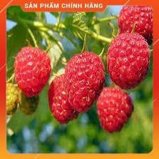 HẠT GIỐNG QUẢ MÂM XÔI ĐỎ 30H