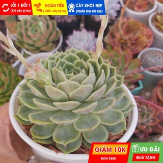 Sen đá ngọc bích 11 - 13 cm, đã thuần khí hậu nóng, khoẻ đẹp, hoàn tiền khi cây bị hư hoặc lỗi