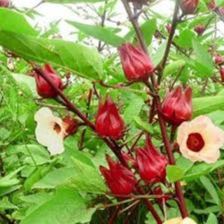 20 Hạt giống atiso đỏ F1