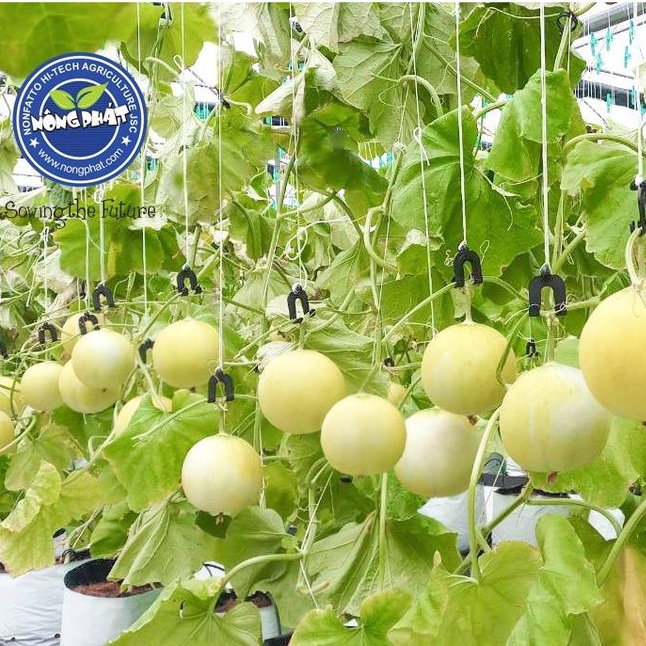Hạt Giống Dưa Lê Vàng CUPY -  Giống Nhật Bản Nhập Khẩu