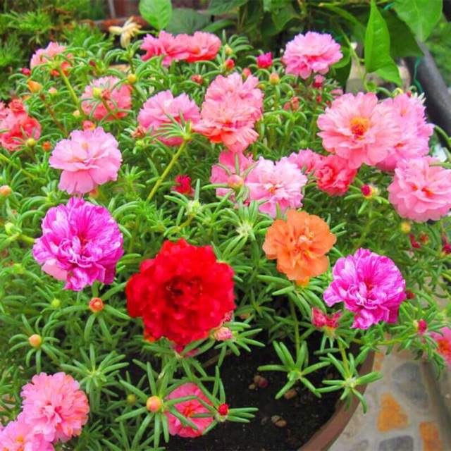 50 Hạt Giống Hoa Mười giờ Mỹ Bông Lớn Nhiều Màu, Portulaca mix (gói 1gr)