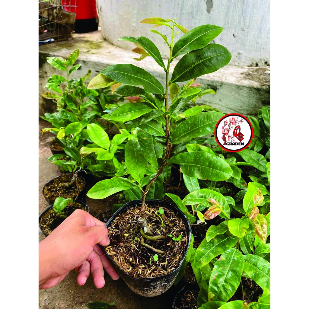 Hoa Mai Ngự Sử