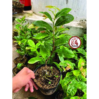 Hoa Mai Ngự Sử_cây ghép chuẩn