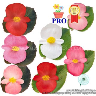5h Hạt Giống Hoa Thu Hải Đường Bông To BIG Mix (TLB3| -KD: B36*X63*M203)